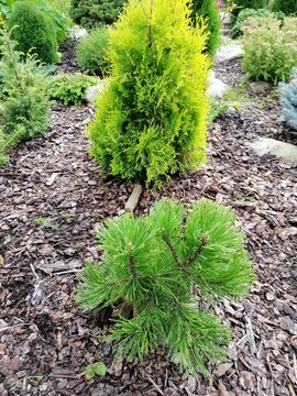 Pinus mugo Winter Gold with unusual yellow coloring of needles. A small seedling on a spring garden bed with crushed pine mulched bark.