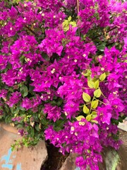 Purple flowers, blooming bush with purple flowers, natural background
