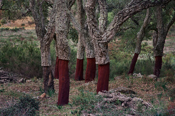 Los Alcornocales Natural Park in Cadiz.  Cork oaks (Quercus suber) whose bark has been extracted...