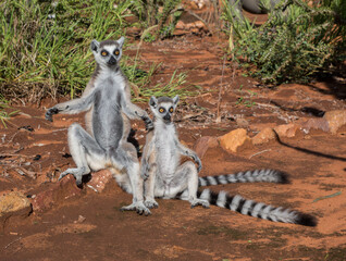 two wild maki (ringtailed lemur) sun bathing in fort dauphin madagacar © Miguel