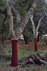 Los Alcornocales Natural Park in Cadiz.  Cork oaks (Quercus suber) whose bark has been extracted for cork production. Cortes de la Frontera, Andalusia. spain