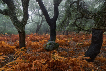 Los Alcornocales Natural Park in Cadiz.  Cork oaks (Quercus suber) whose bark has been extracted...