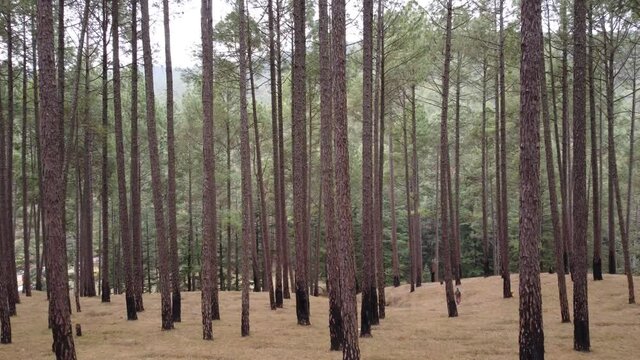 Pine tree view in uttrakhand , 4k video