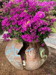 Purple flowers, blooming bush with purple flowers, natural background