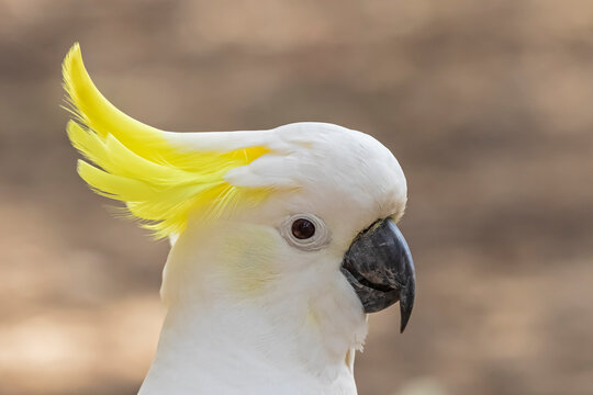 Portrait ofsulphur-crestedcockatoo(Cacatuagalerita)