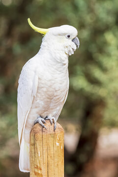 Portrait of sulphur-crested cockatoo (Cacatua galerita) perching on top of pole