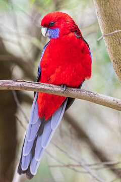 Crimson rosella (Platycercus elegans) perching on tree branch