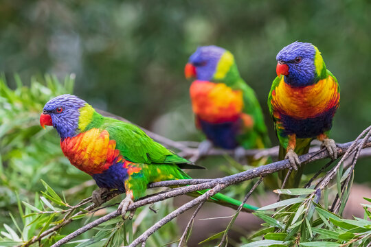 Three rainbow lorikeets (Trichoglossus moluccanus) perching on tree branch