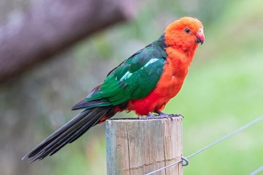 Australian king parrot (Alisterus scapularis) perching on top of pole