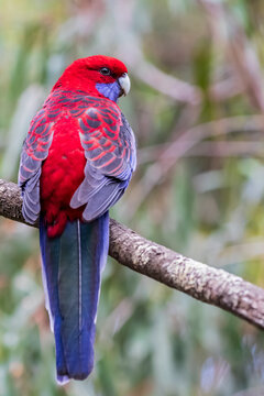 Crimson rosella (Platycercus elegans) perching on tree branch
