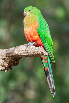 Australian king parrot (Alisterus scapularis) perching on tree branch