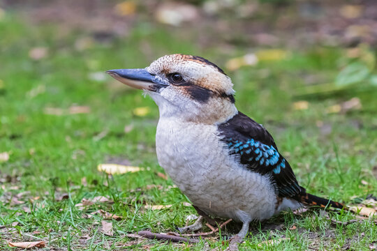 Portrait of laughing kookaburra (Dacelo novaeguineae) standing outdoors