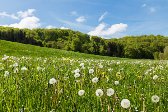 Wildflower meadow with dandelions at Urft Valley