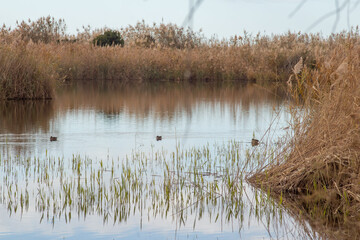 Pond of the Mignattaio.It is small pond in the oasis of the swamp of torre flavia , Ladispoli (RM) Italy