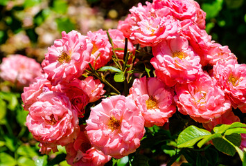 Pink floribunda roses in bright sunshine