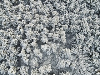 Fototapeta na wymiar Snow and Ice on the evergreen trees in winter, frosty day, drone photo, texture of trees