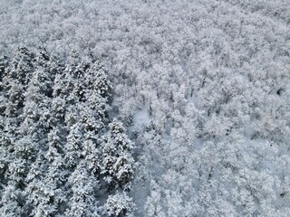 amazing winter forest full of snow from the top, drone shot, beautiful winter nature, wood, perfect winter background, design concept