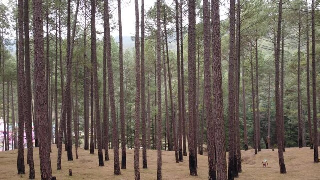 Pine tree view in uttrakhand , 4k video