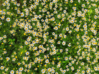 Daisy field flower background close up