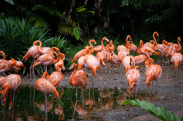 Obraz premium Photograph of Caribbean flamingoes together at a lake