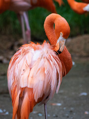 Portrait of a flamingo cleaning itself 