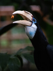 Oriental Pied Hornbill feeding in Singapore
