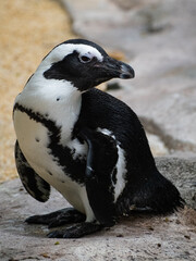 Obraz premium Juvenile African penguin photographed on a rock 