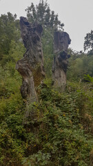 dry tree among the vegetation