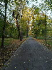 Naklejka premium Autumn landscape, orange yellow tree leaves, sunset