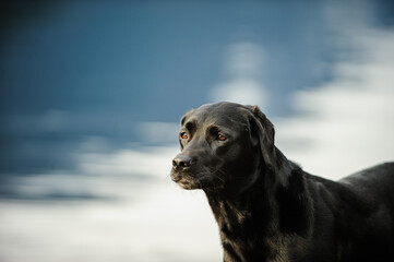 Black Labrador Retriever dog portrait against water backdrop