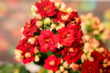 Bouquet of calandiva red with soft bokeh