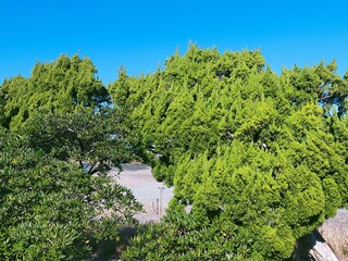 Obraz premium 木と空