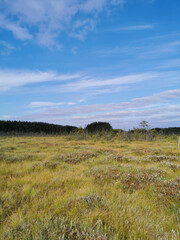 Thin small pines growing in the swamp, among the grass against the sky with clouds.