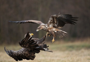 Two white-tailed eagles (Haliaeetus albicilla) fighting mid-air