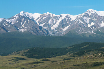 A huge mountain North-Chuisky range with snow-capped peaks and Kurai steppe in summer in sunny weather, in the foreground hills with forest and a valley with grass and stones, clear sky