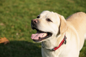 Cute yellow Labrador outdoors on sunny day