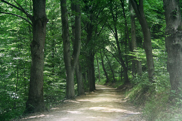 Fototapeta premium Path in the woods among the trees in Germany in summer. Path, walkway in the forest among green trees on a summer sunny day