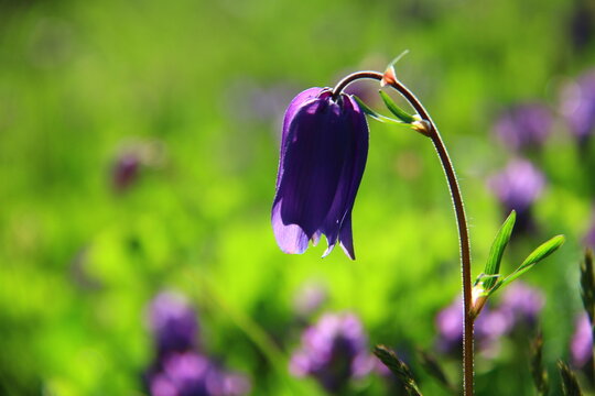Blue-lilac wild flower bell in the grass in Altai mountains, on a bright green blurred background, backlight, summer, sunny