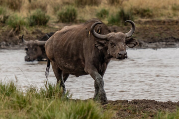 Fototapeta na wymiar A Big old Cape Buffalo Dagga Bull ( Syncerus caffer) on a open grass plain