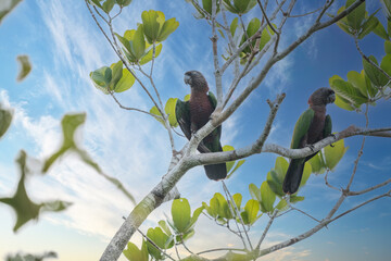 Obraz premium Red-fan parrot (Hawk-headed), also known in Brazil as Anacã (Deroptyus accipitrinus), in a branch tree.