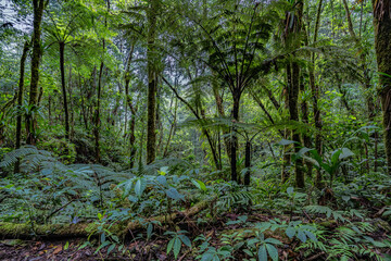 rainforest columbia southern america - obrazy, fototapety, plakaty
