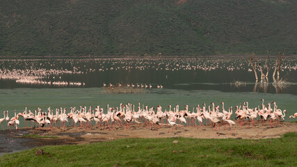 Fototapeta premium beautiful sunset over Lake Baringo with pink flamingos in the foreground