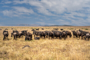 Obraz premium Wildebeest migration, Serengeti National Park, Tanzania, Africa