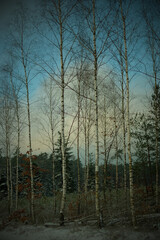 grupa brzozy na skraju lasu, na tle nieba, zimowy widok, zimowy krajobraz
