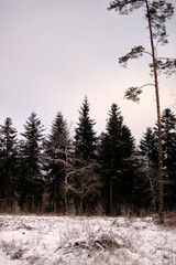 Zimowy widok na drzewa, las, Rezerwat Przyrody Jata - obrazy, fototapety, plakaty
