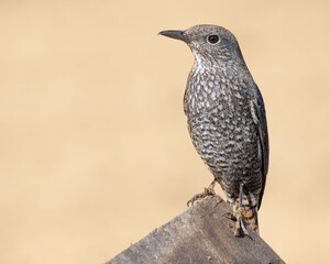 Blue rock thrush and an out of focus background