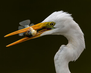 Close up of a Great egret with a fish in it's beak