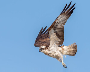 Osprey in flight with a blue sky background