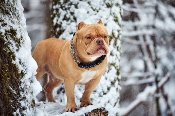 American bully dog playing in the snow, selective focus
