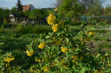 Spring blooming barberry shrub, scientific name Berberis sphaerocarpa